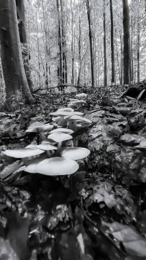 Ormandaki genç bir mantarın siyah beyaz fotoğrafı..