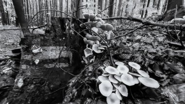 Güzel bir tropikal ormanın siyah beyaz fotoğrafı
