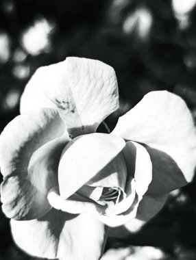 Güzel bir çiçeğe yaklaş