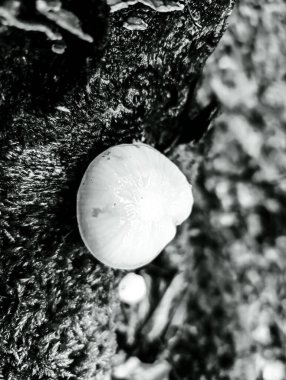 Güzel botanik fotoğrafı, doğal duvar kağıdı.