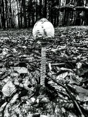 Ormanda beyaz mantar