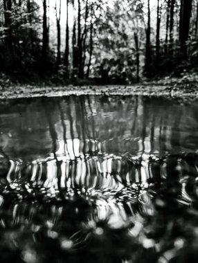 Su birikintisindeki ağaçların yansıması. soyut arkaplan.