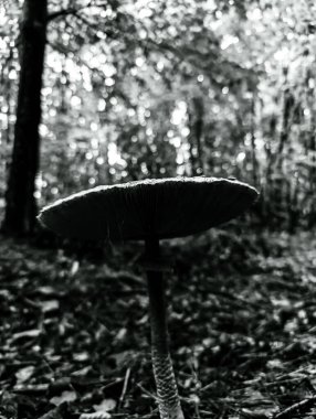 Ormandaki bir mantarın siyah beyaz fotoğrafı.