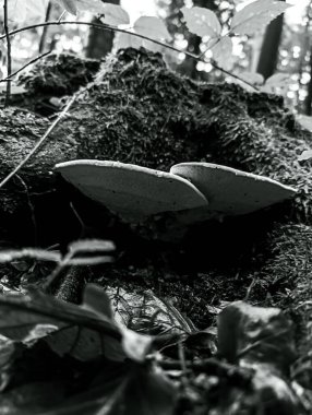 Ölü bir ağacın siyah beyaz fotoğrafı.