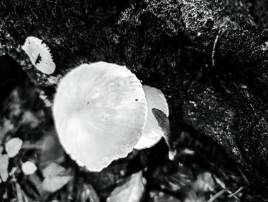 Ormanda büyüyen mantar