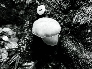 Ormanda büyüyen mantarlar