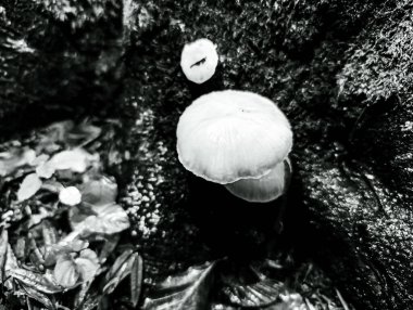 Ormanda, bitki örtüsünde ve yapraklarda yetişen mantarlar.