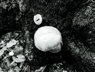 Ağaç gövdesinde mantar ve yosun