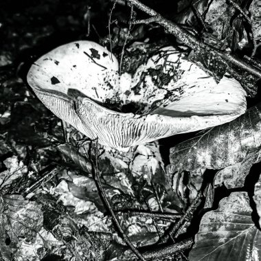 mantar orman yakın çekim