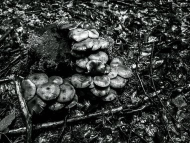 bir ağacın siyah beyaz fotoğrafı