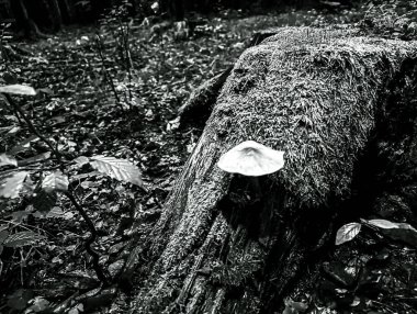 Ormandaki yaşlı kütük.