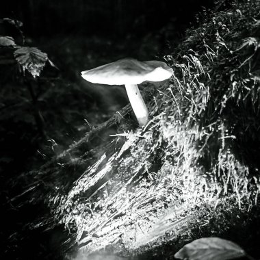 Ormanda beyaz mantar