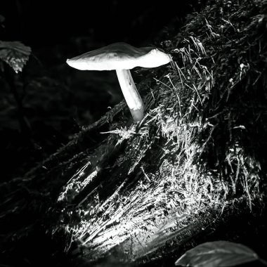 Ormandaki bir mantarın yakın çekimi.