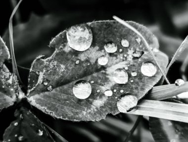 Güzel botanik fotoğrafı, doğal duvar kağıdı.