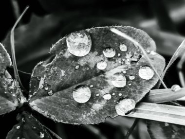 Su damlaları çimenlere düşer.