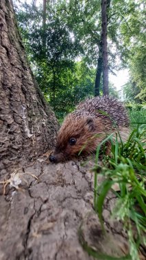 ormandaki yabani kirpi