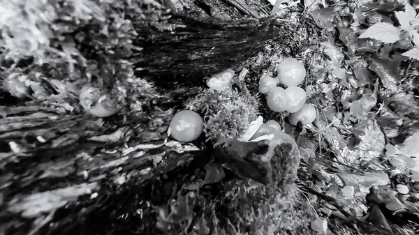 bir ağacın siyah beyaz fotoğrafı