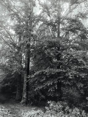 Ağaçlar ve yapraklarla dolu güzel bir sonbahar ormanı