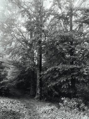 Ormandaki bir ağacın siyah beyaz fotoğrafı.