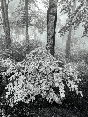 Ağaçları ve yaprakları olan güzel bir sonbahar ormanı