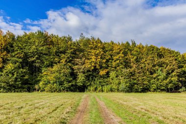 Arkasında renkli bir orman olan sonbahar manzarası.