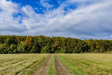 Ağaçlı ve üzerinde mavi gökyüzü olan yeşil bir tarlanın güzel manzarası.