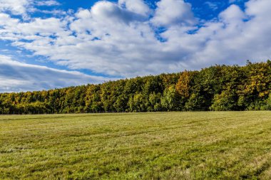 Sonbaharda bir sürü ağaçlı yeşil tarla