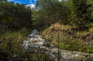 Ağaçların arasından akan bir ırmağın güzel bir görüntüsü.