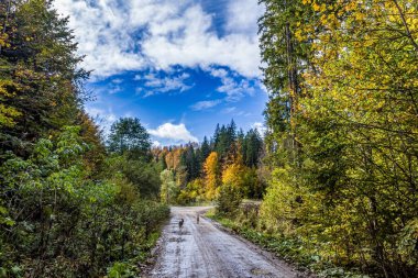 Ağaçlar ve ormanlarla dolu sonbahar manzarası