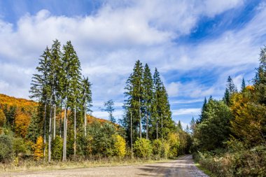 Karpat Dağları'nda renkli sonbahar manzarası