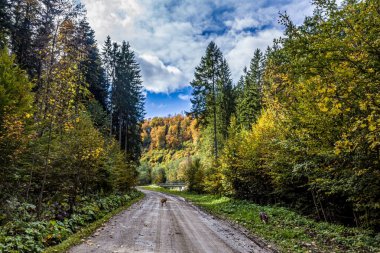 Renkli ağaçlar ve ormanlarla dolu sonbahar yolu