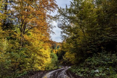 Sonbahar boyunca ormanda yol