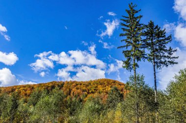 Ağaçlı güzel sonbahar manzarası