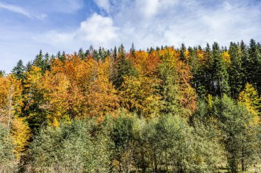 Sonbahar mevsiminde orman