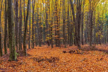güneşli bir sonbahar ormanda