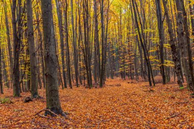 Arkasında renkli ağaçlar olan altın sonbahar ormanı
