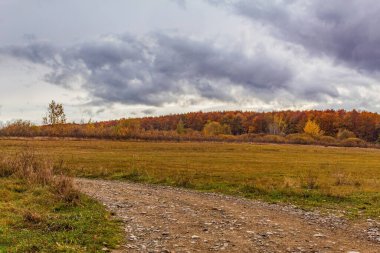Güzel bir sonbahar ormanı. Uzakta bir yol var..