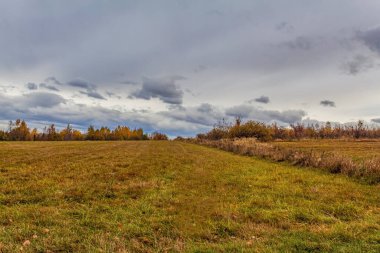 Sarı çimenli sonbahar manzarası