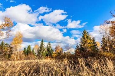 Bir huş ağacıyla sonbahar manzarası