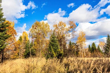 Güzel bir sonbahar ormanının arka planında sarı ağaçlar.