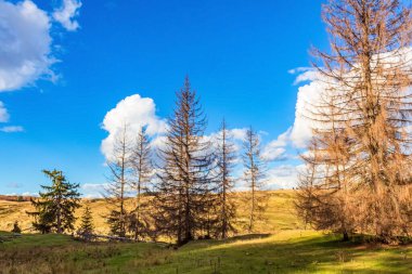 Güzel sonbahar manzarası Ağaçlar ve mavi gökyüzü