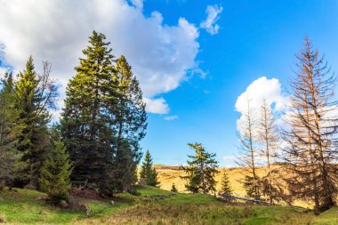 Dağlardaki ormanın güzel manzarası