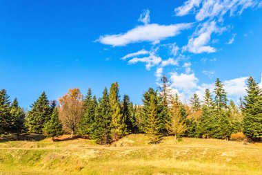 Orman ağaçları ve mavi gökyüzü. Sonbahar manzarası