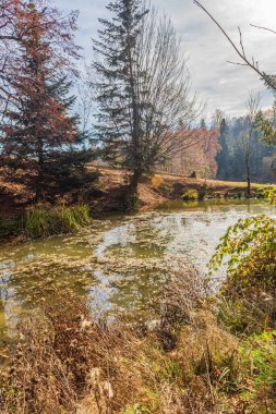 Sonbahar ormanındaki küçük nehir.