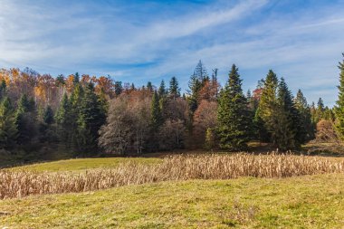 Ormandaki bir çayırdaki güzel bir ağaç görüntüsü.