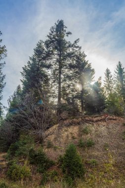 pine tree on the top of a mountain in the carpathian mountains