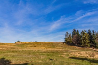 Arka planda ağaçlar ve mavi gökyüzü olan bir alanın dikey görüntüsü