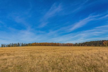 Sarı çimenler ve ağaçlarla dolu sonbahar manzarası