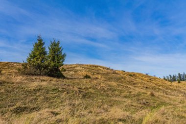 Arkasında ağaç olan büyük bir alan.
