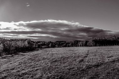 Gökyüzünde ağaçlar ve bulutlar olan siyah ve beyaz bir manzara.